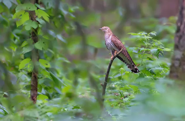 Common Cuckoo Perched Deep Forest — Stock Photo, Image