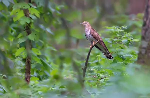 Coucou Commun Perché Fond Forêt — Photo