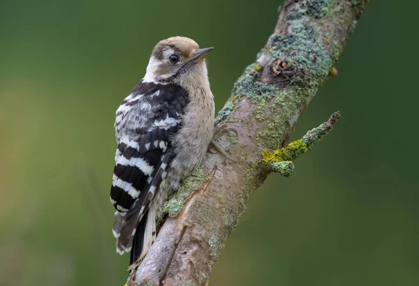 Lesser Spotted Woodpecker Posing Aged Lichen Branch — Stock Photo, Image