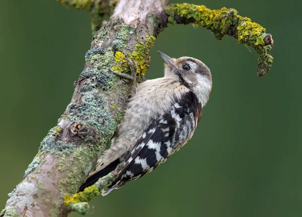 小斑点啄木鸟检查树皮 — 图库照片