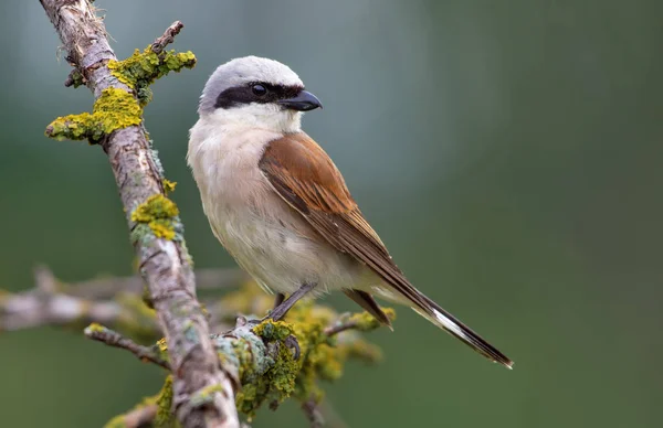 Red Backed Shrike Perched Lichen Branch — Stock Photo, Image