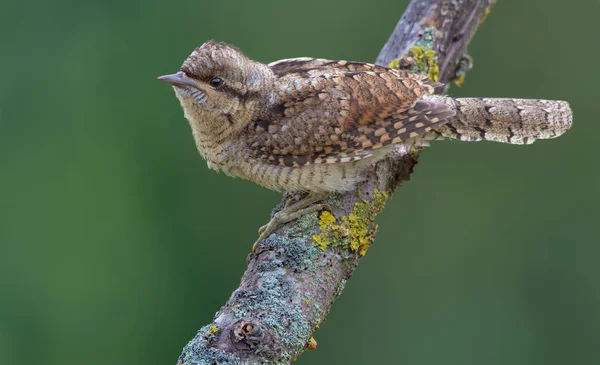 Ευρασιατική Wryneck Κάθεται Ένα Παλιό Πέρκα Λειχήνα — Φωτογραφία Αρχείου