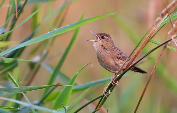 Adult Male Common Grasshopper Warbler Singing Grass — Stock Photo, Image