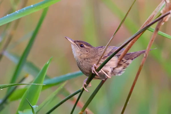 Adulto Maschio Cavalletta Comune Parula Posa Erba — Foto Stock