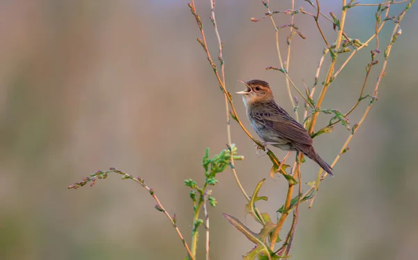 Adult Male Common Grasshopper Warbler Singing Loud — Stock Photo, Image