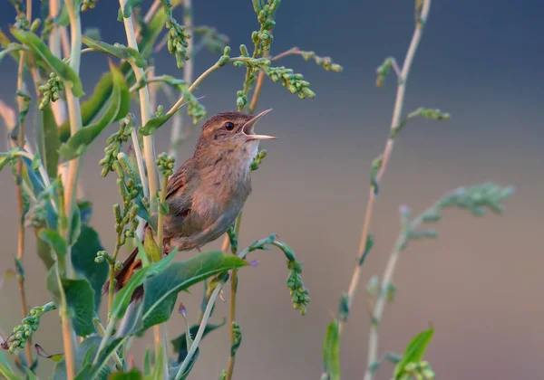 Adult Male Common Grasshopper Warbler Singing Voice — Stock Photo, Image