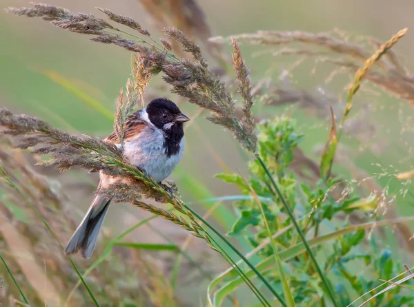 Adulte Mâle Bruant Roseau Commun Posant Dans Herbe — Photo