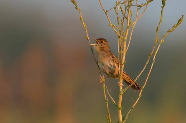 Adult Male Common Grasshopper Warbler Morning Song — Stock Photo, Image