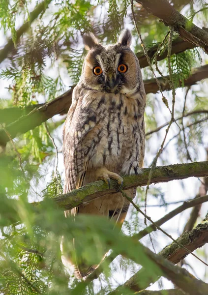 Long Eared Owl Perched Branches — Stock Photo, Image