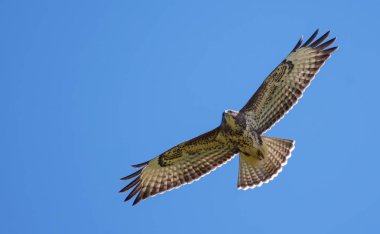 Common buzzard high in sky  clipart