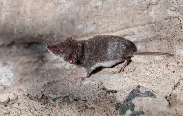 Gemeine Spitzmaus Riecht Nach Luft — Stockfoto