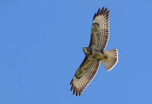 Buzzard Comum Voando Céu — Fotografia de Stock