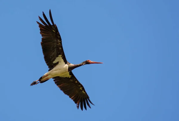 Cegonha Preta Céu Azul — Fotografia de Stock