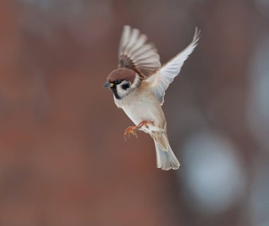 Tree sparrow in flight at winter  clipart