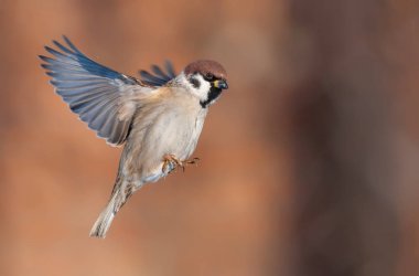 Tree sparrow in bright flight  clipart