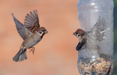 Eurasian Tree Sparrows in flight to a feeder  clipart