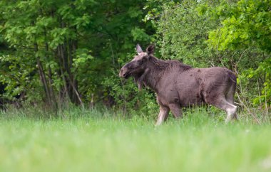 Bahar, takas üzerinde kadın Elk 