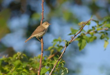 Ahududu baston üzerinde tünemiş bayağı kamışçın