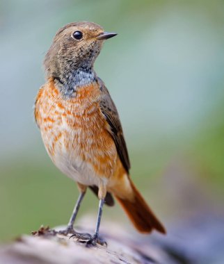 Sonbahar tüyleri atış için poz Bluethroat kapatın 