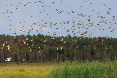 Ducks Mallards and Eurasian Teals flying together over autumn marsh and pine forest  clipart