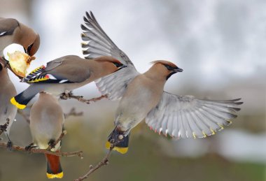 Bohem Waxwings elma ağacı üzerinde bir uçan kuş ile çatışma 
