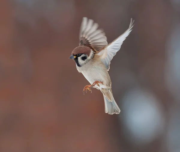 Tree Sparrow Flight Winter — Stock Photo, Image