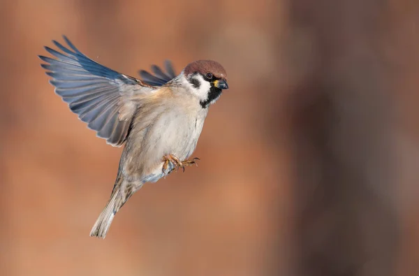 Tree Sparrow Bright Flight — Stock Photo, Image