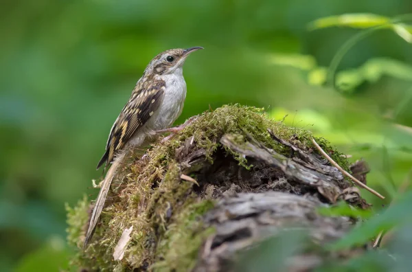 Treecreeper 坐在长满青苔的树桩上 — 图库照片