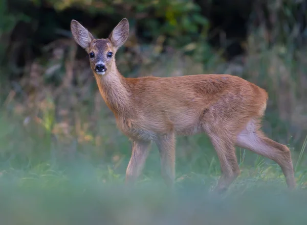 Young Roe Deer Posing Clearing — Stock Photo, Image