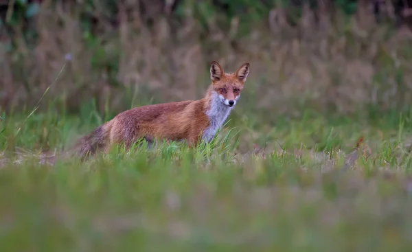 Red Fox Polowania Trawie — Zdjęcie stockowe