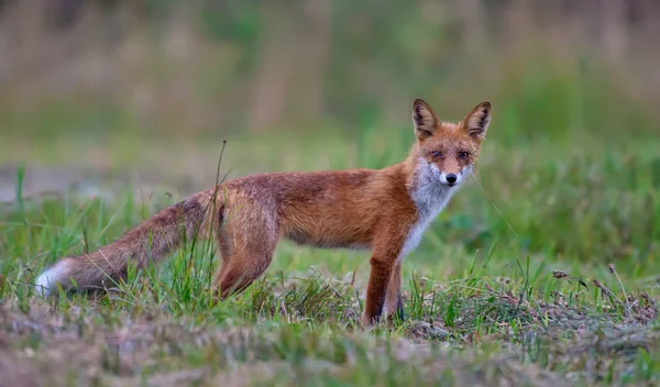 Red Fox Pozowanie Zielone Pola — Zdjęcie stockowe