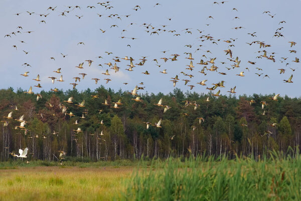 Ducks Mallards and Eurasian Teals flying together over autumn marsh and pine forest 