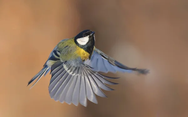 Great Tit Flight Feeder Stretched Wings — Stock Photo, Image