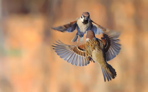 Gorriones Árbol Eurasiáticos Bailando Luchando Aire —  Fotos de Stock