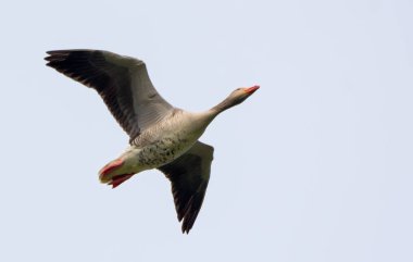 One Greylag goose flies over in light sky in spring  clipart