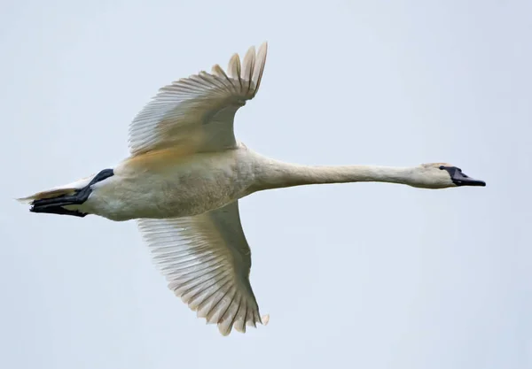 Nearly Adult Mute Swan Flight Stretched Wings White Sky — Stock Photo, Image
