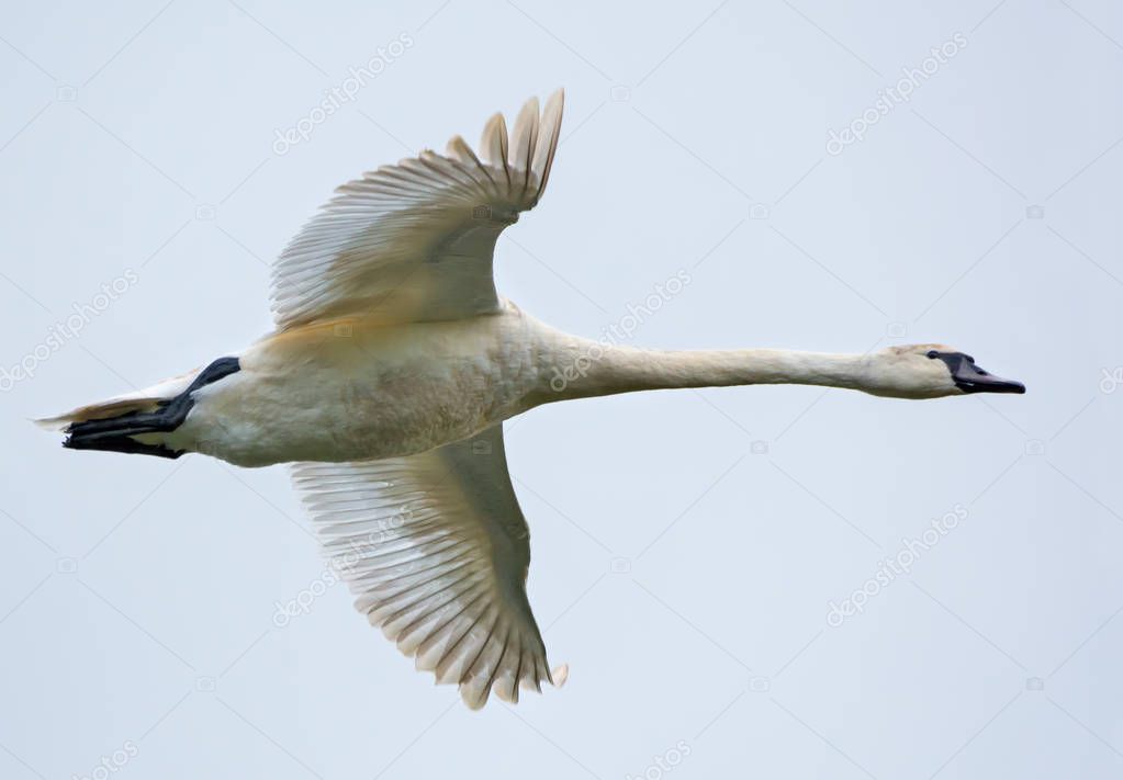 Nearly adult mute swan in flight with stretched wings over white sky 