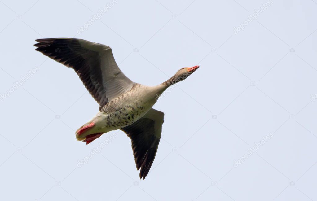 One Greylag goose flies over in light sky in spring 