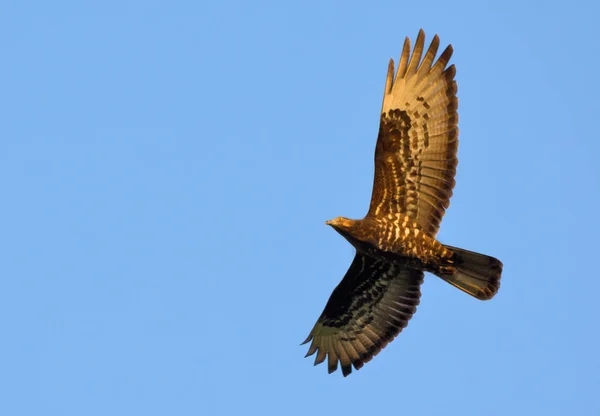 Buzzard Mel Europeu Subindo Alto Céu Azul Pôr Sol — Fotografia de Stock