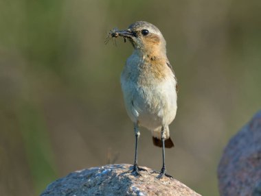 Mother Northern Wheatear küçük çocuklar için böceklerle dolu bir kayanın üzerinde poz veriyor. 