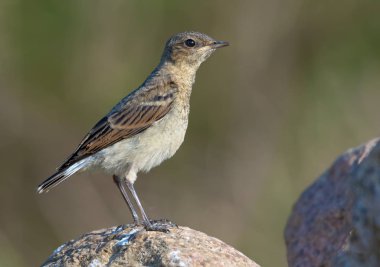 Genç Kuzey Wheatear, genç tüyler içinde taşın üzerinde poz veriyor. 