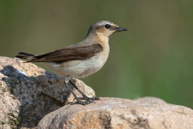 Olgun dişi Kuzey Wheatear güneşli yaz gününde yuvasının yakınındaki kayalarda yürür. 