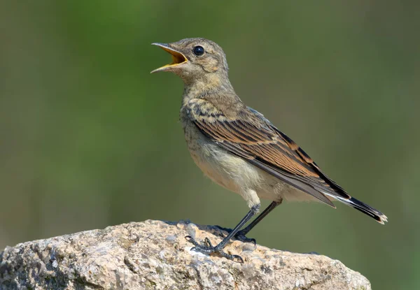 Northern Wheatear Pozowanie Dużej Skale Otwartym Dziobem Jest Spragniony Lub — Zdjęcie stockowe