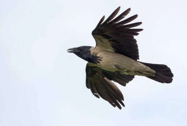 Arrabbiato Corvo Incappucciato Vola Cielo Chiaro Con Ali Tese Becco Fotografia Stock