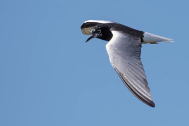 Beyaz kanatlı siyah deniz feneri (Chlidonias leucopterus), açık kanatlı yiyecek aramak için mavi gökyüzünde süzülür. 