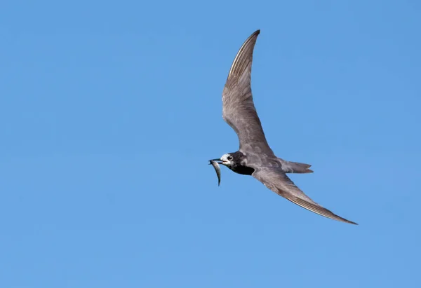 Black Tern Chlidonias Niger Flying Blue Sky Small Fish Catch — Stock Photo, Image