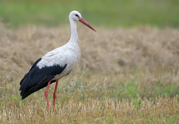 Cegonha Branca Adulta Corpo Inteiro Posando Campo Cortado Dia Verão — Fotografia de Stock