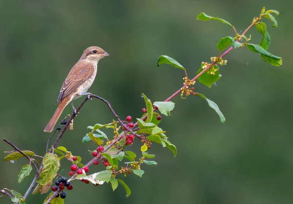 Young Female Red Backed Shrike Perched Buckthorn Branch Flowers Berries — Stock Photo, Image
