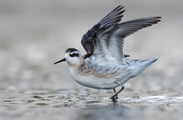 Juvenile Red-necked phalarope flies off from light water in summer with lifted and spreaded wings