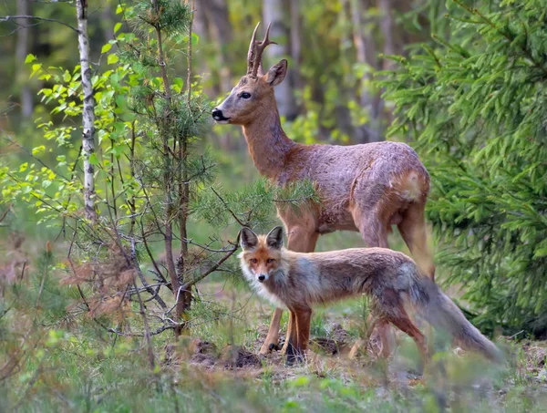 Volpe Rossa Capriolo Dimensioni Camparison Nella Foresta Cacciatore Preda Insieme Fotografia Stock